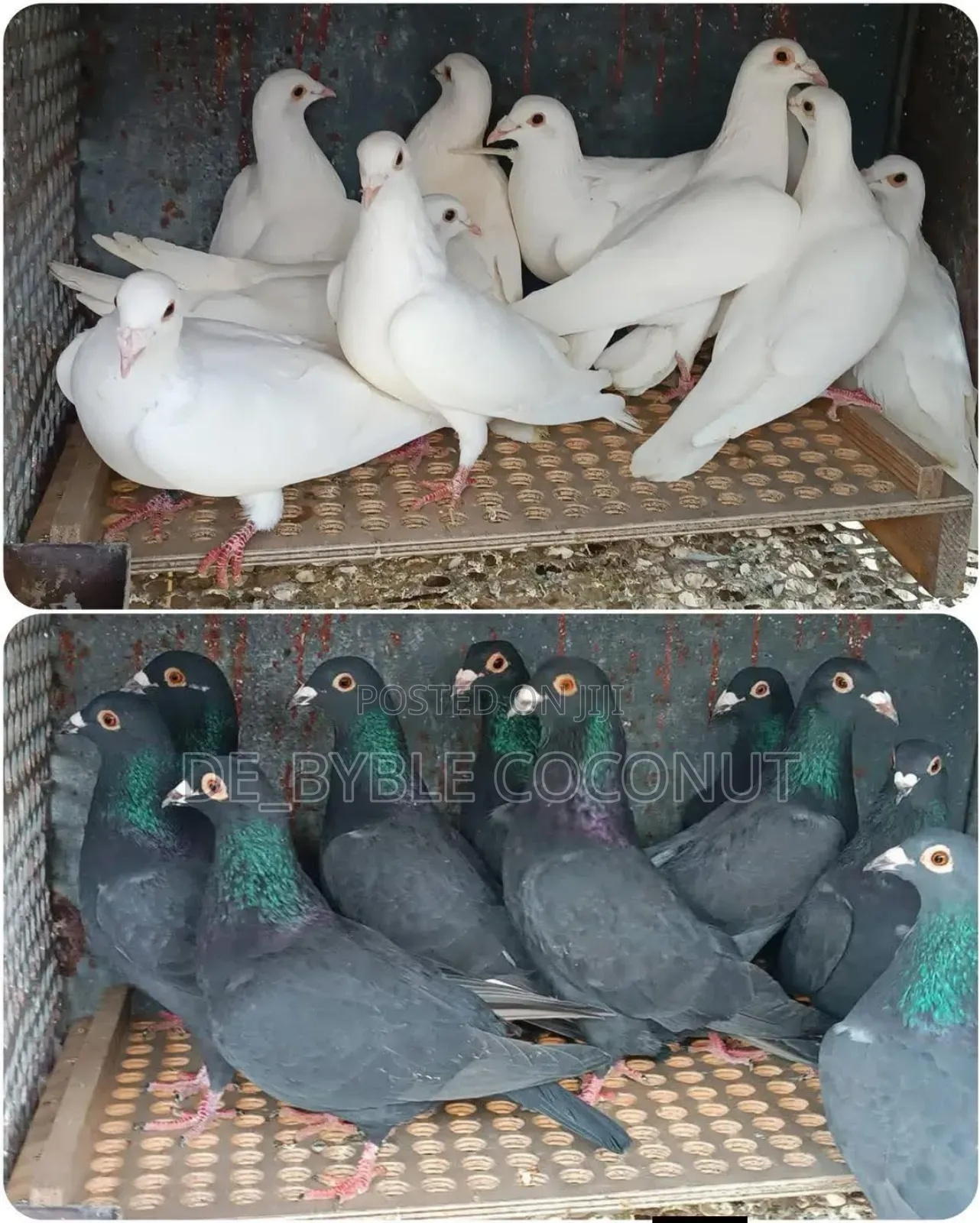 Purely Black Dove
