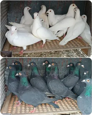 Purely Black Dove