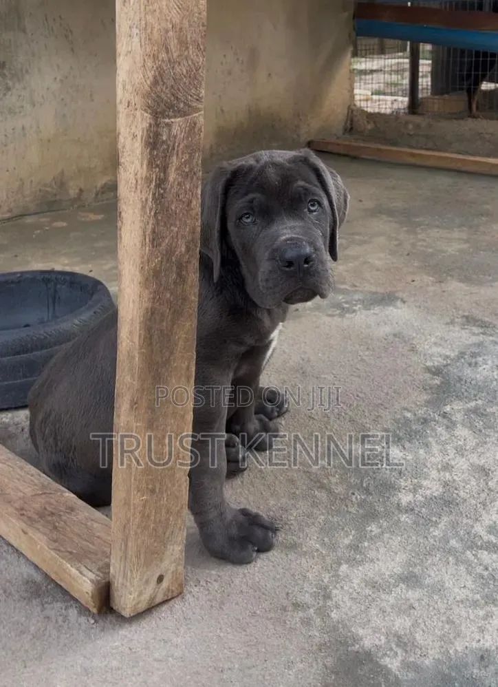 1-3 months Female Purebred Cane Corso