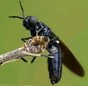 Black Soldier Fly Larvae, Eggs, Pupae,Bsf Net,Seive