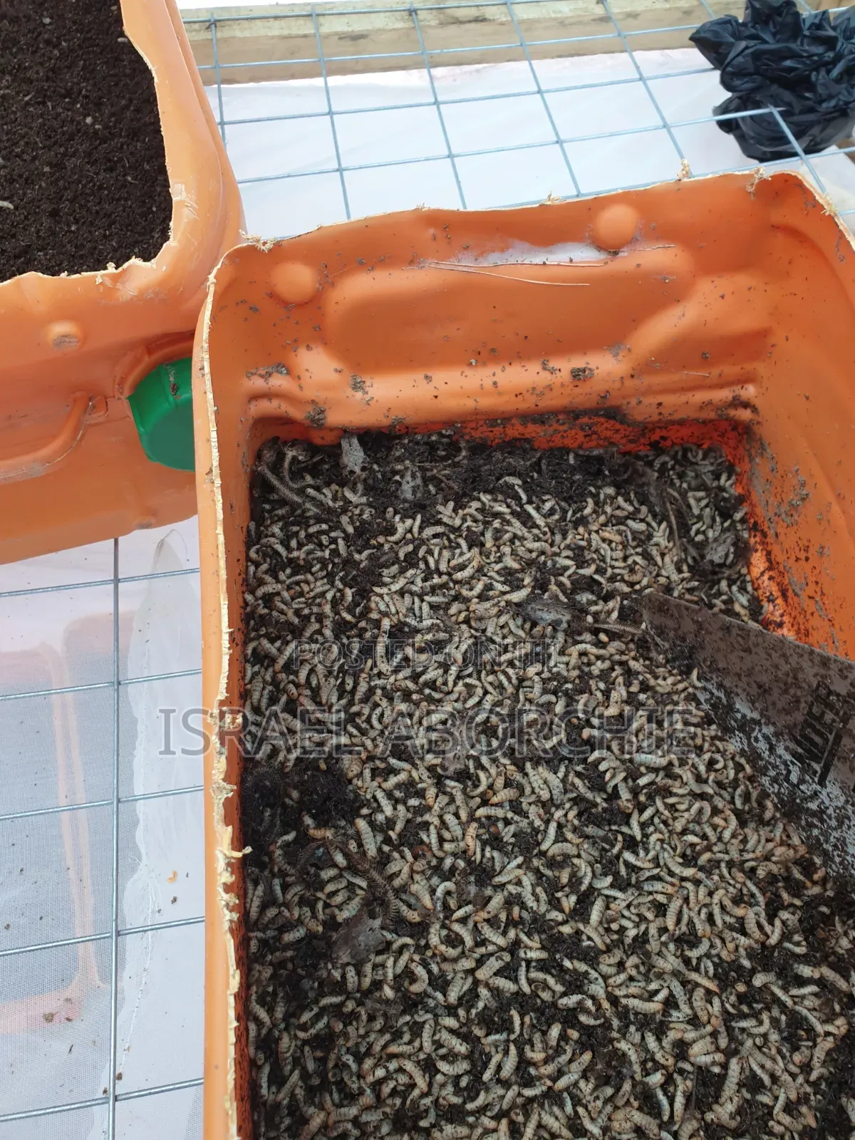 Black Soldier Fly Larvae, Eggs, Pupae,Bsf Net,Seive