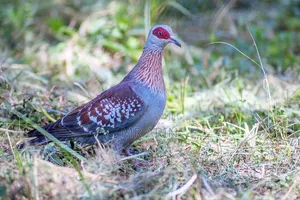 Speckled Pigeon