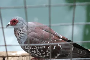 Speckled Pigeon