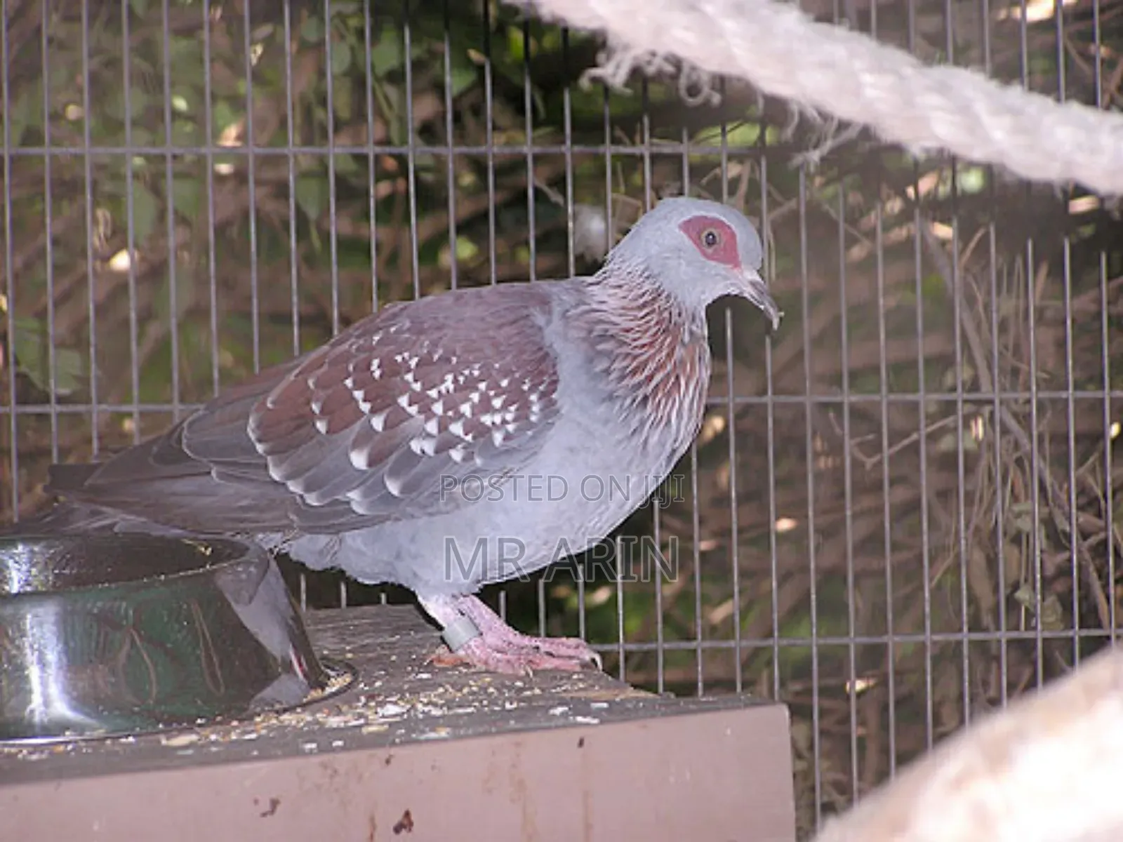 Speckled Pigeon