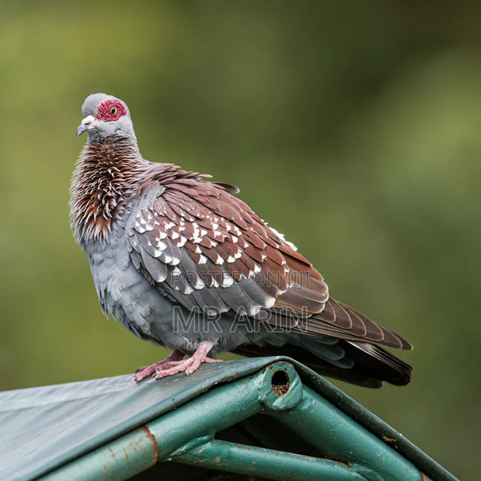 Speckled Pigeon