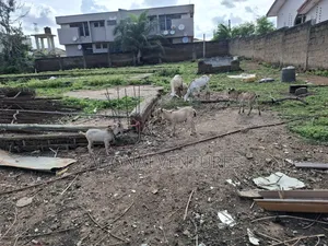 One Full Plot of Land for Sale in Ahodwo