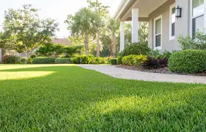 Carpet Grass (Lawn)