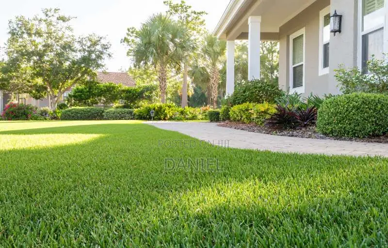 Carpet Grass (Lawn)