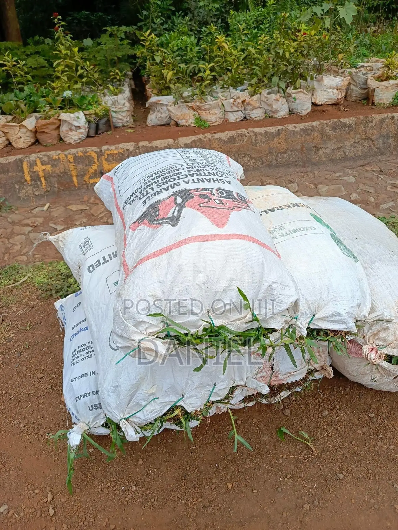 Carpet Grass (Lawn)