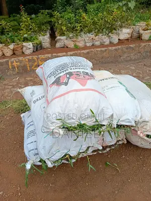 Carpet Grass (Lawn)