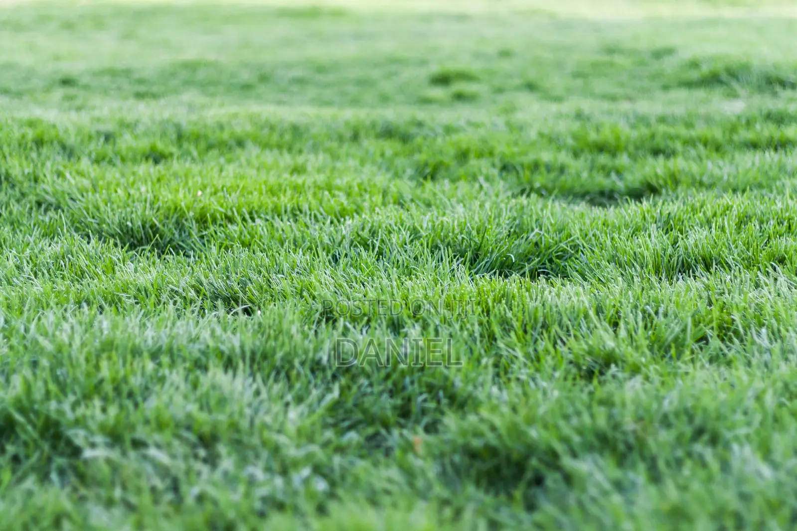Carpet Grass (Lawn)