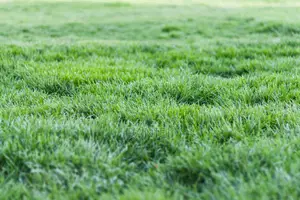 Carpet Grass (Lawn)