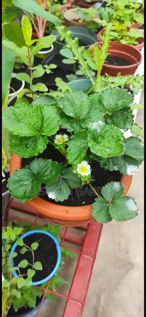 Exotic Strawberry Seedlings Quick Sale