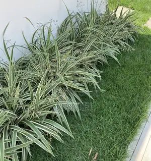 Gardening Maintenance