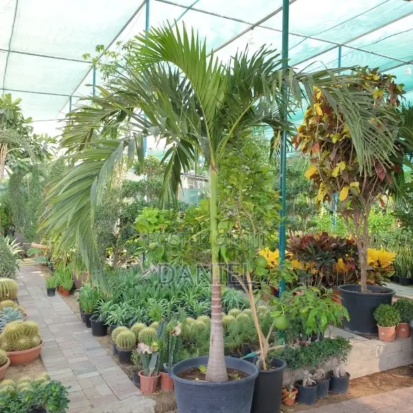Veitchia Palm