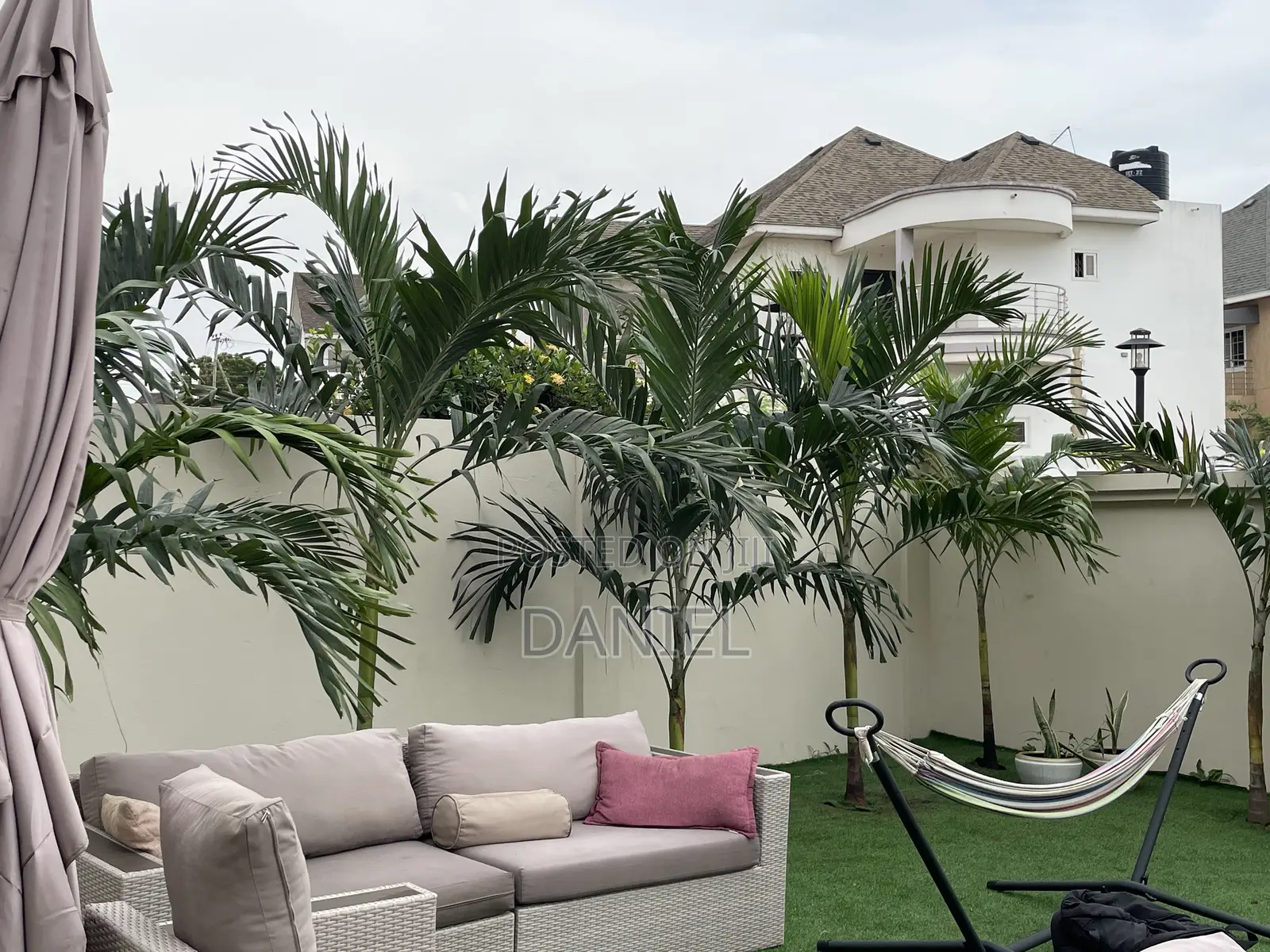 Veitchia Palm