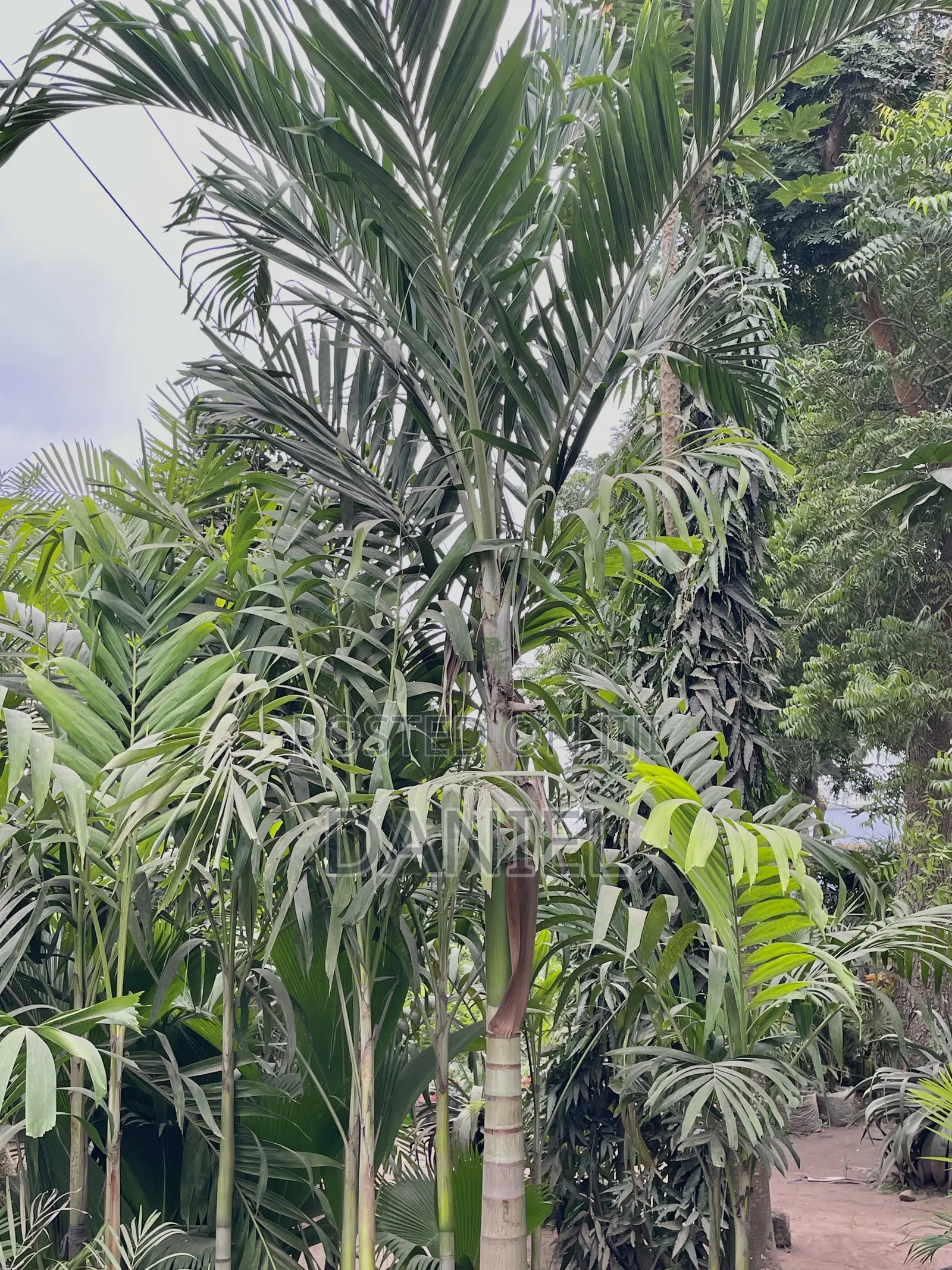 Veitchia Palm