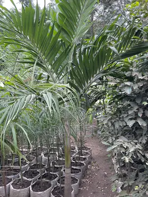 Veitchia Palm