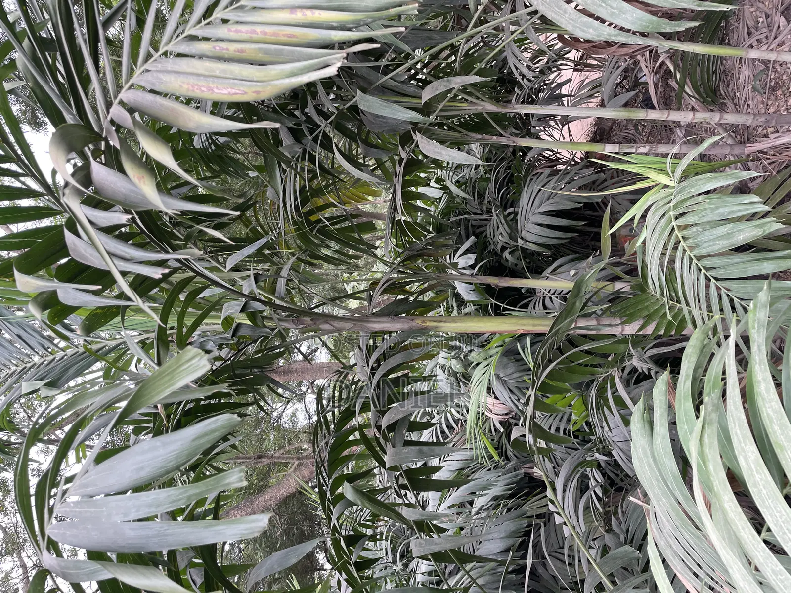Veitchia Palm