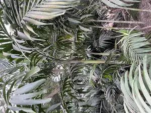 Veitchia Palm
