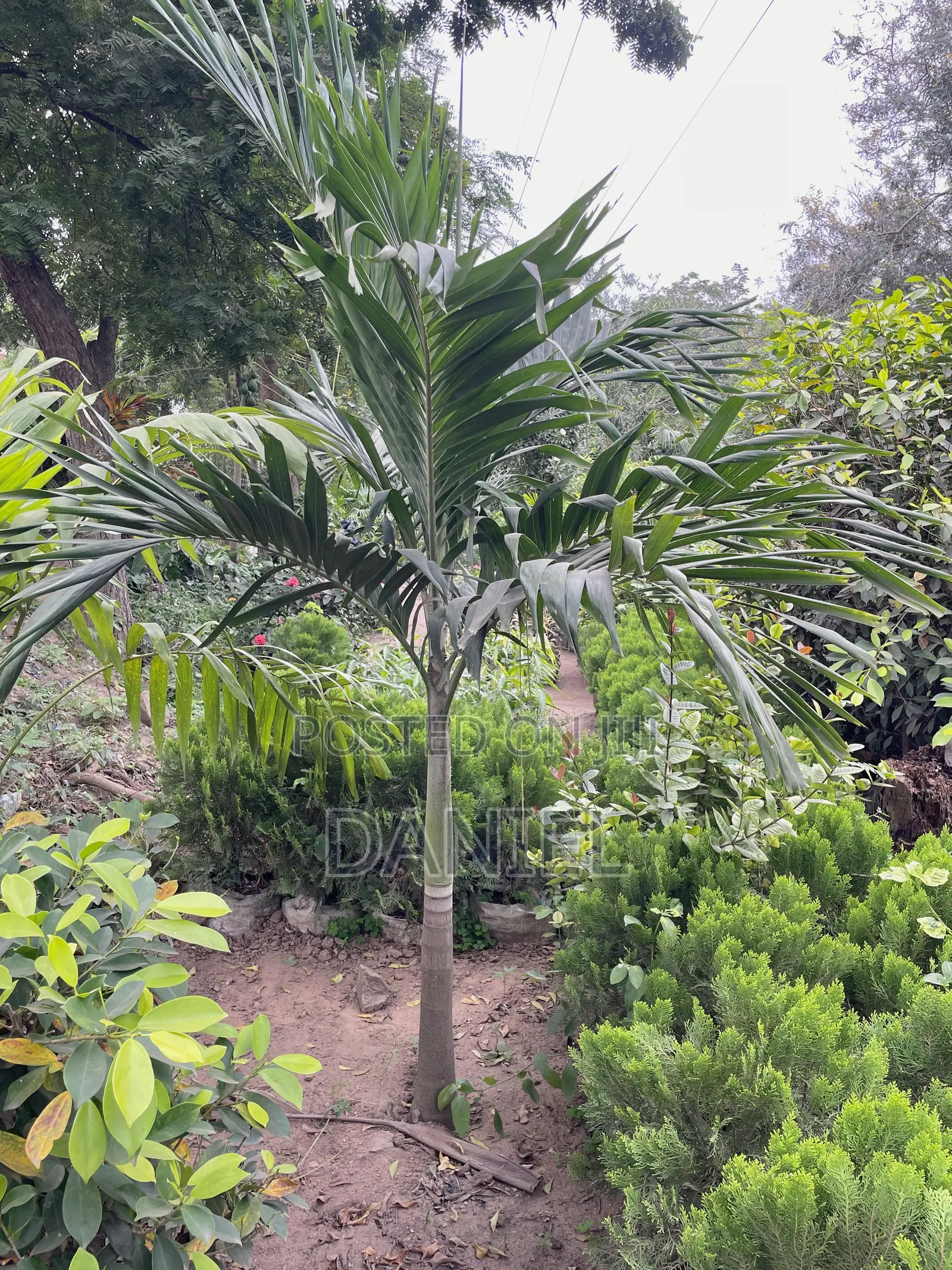 Veitchia Palm
