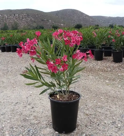 Colourful Plant
