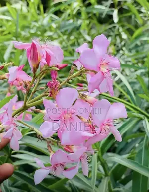 Colourful Plant