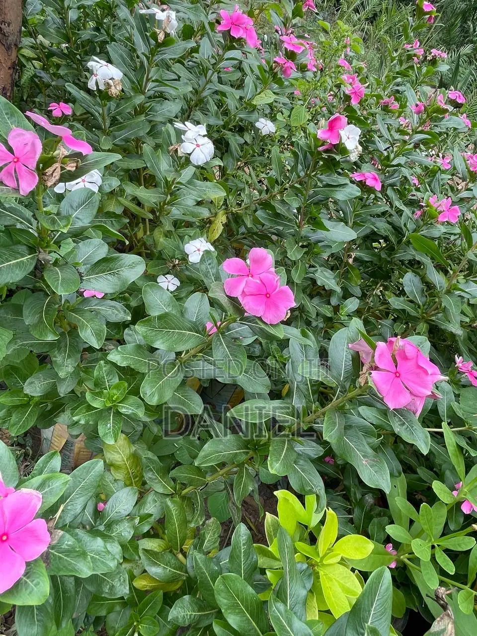 Colourful Plant