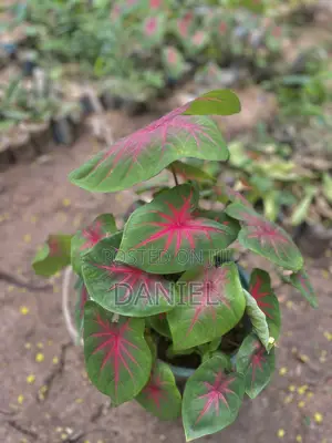 Colourful Plant