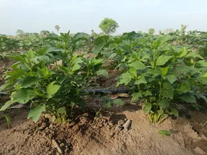 Complete Drip Irrigation Kits (1/8 1/4 Acre) - Start Farming!