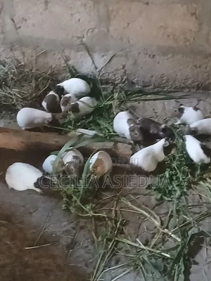 Guinea Pigs