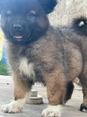 1-3 months Male Purebred Caucasian Shepherd