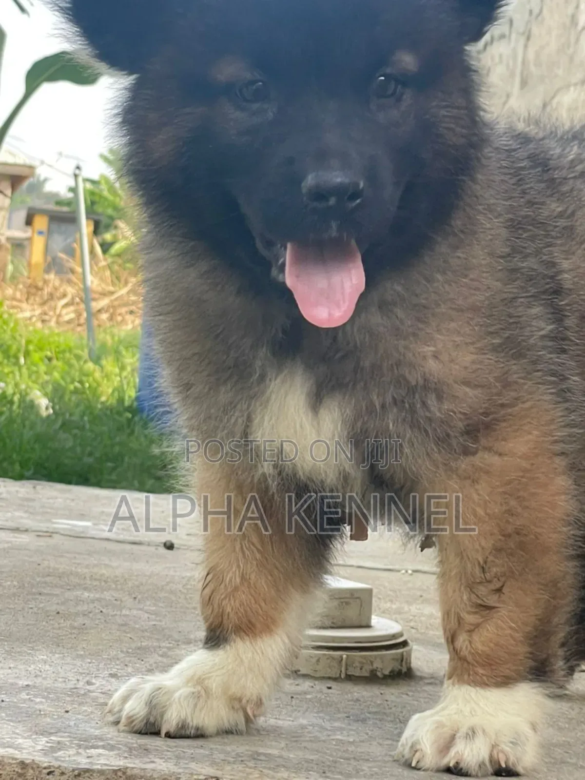 1-3 months Male Purebred Caucasian Shepherd