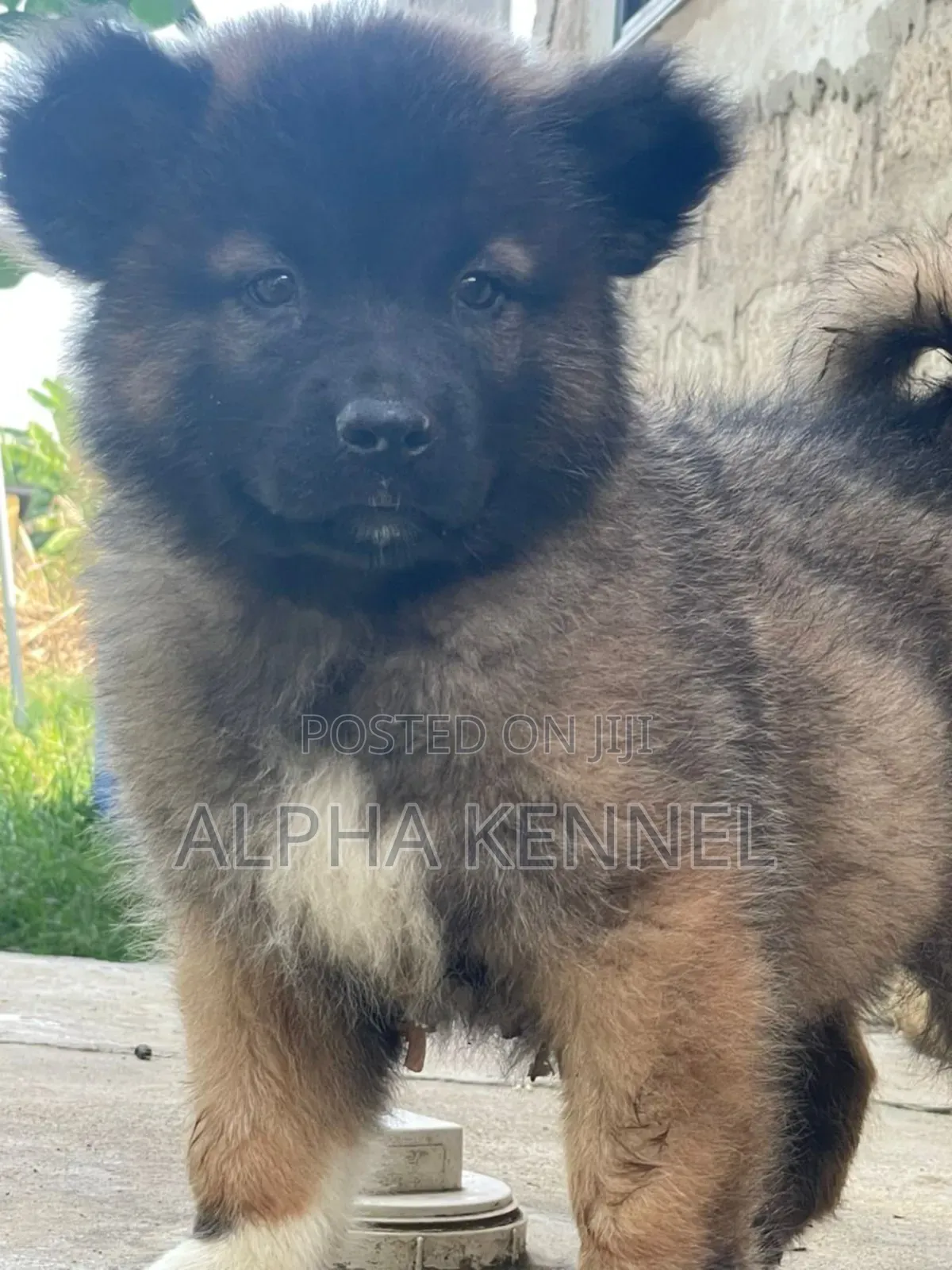 1-3 months Male Purebred Caucasian Shepherd