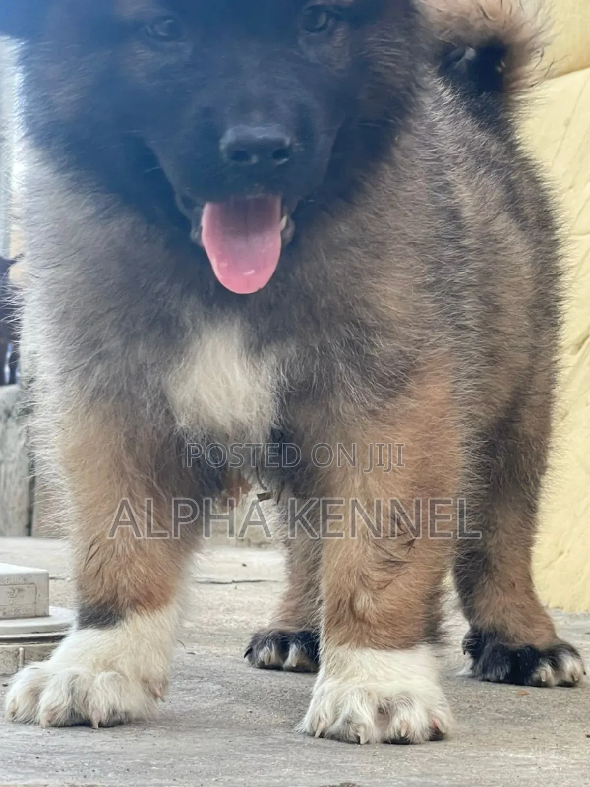 1-3 months Male Purebred Caucasian Shepherd