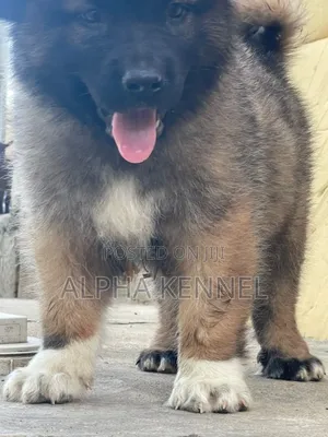 1-3 months Male Purebred Caucasian Shepherd
