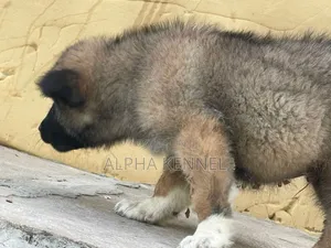 1-3 months Male Purebred Caucasian Shepherd