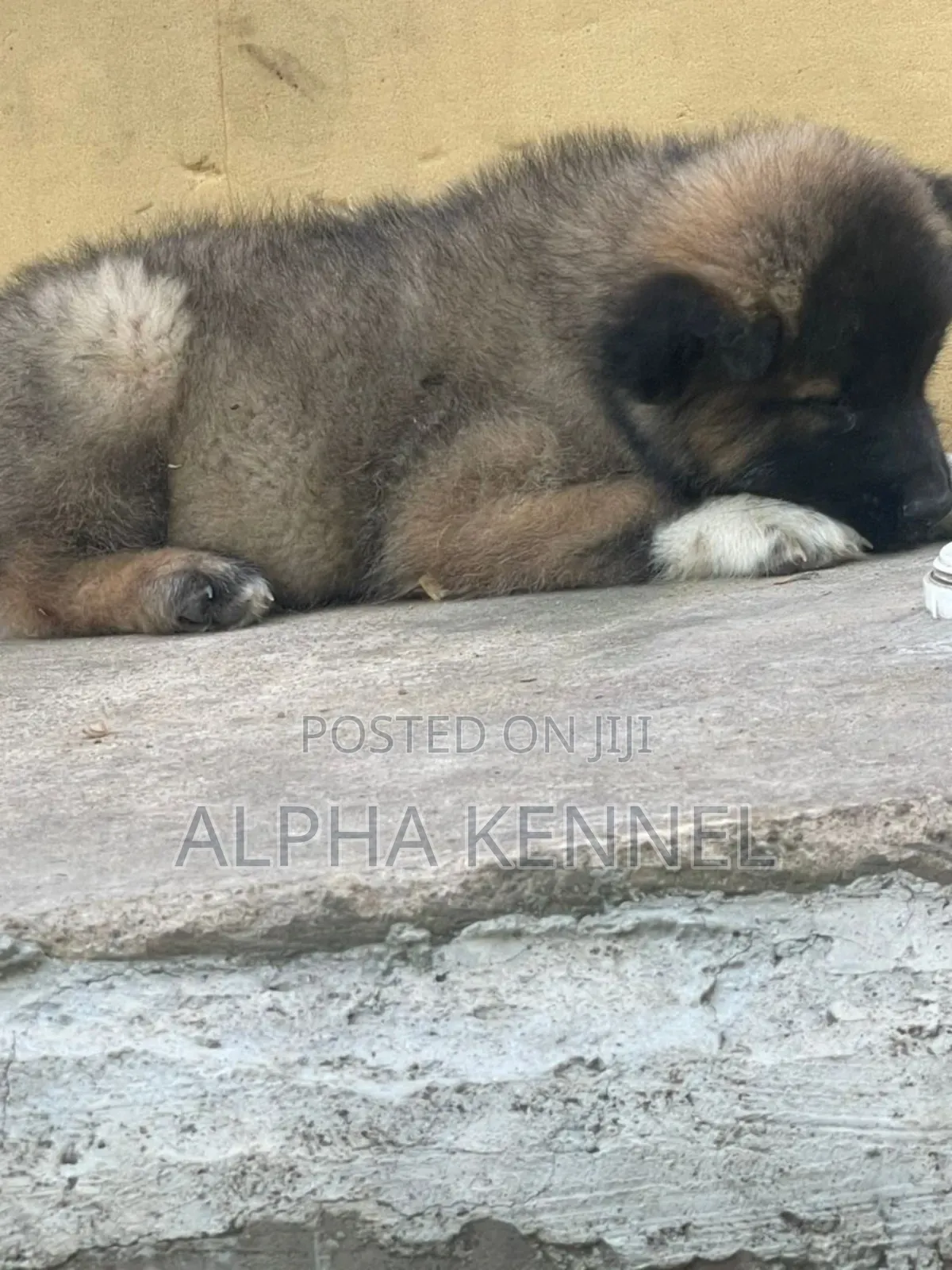 1-3 months Male Purebred Caucasian Shepherd