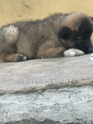1-3 months Male Purebred Caucasian Shepherd