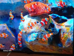 Enjoy Stunning Visuals With TCL 43-Inch Led Smart Tv