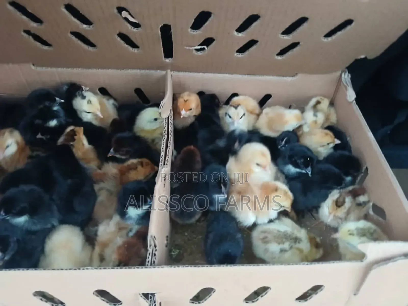 Day Old Noilers