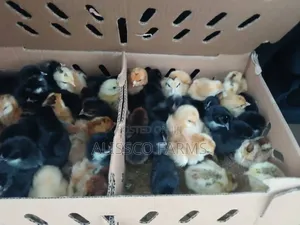 Day Old Noilers