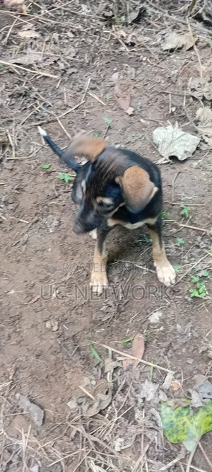 1-3 months Male Purebred Dog
