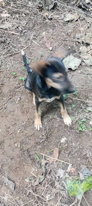 1-3 months Male Purebred Dog