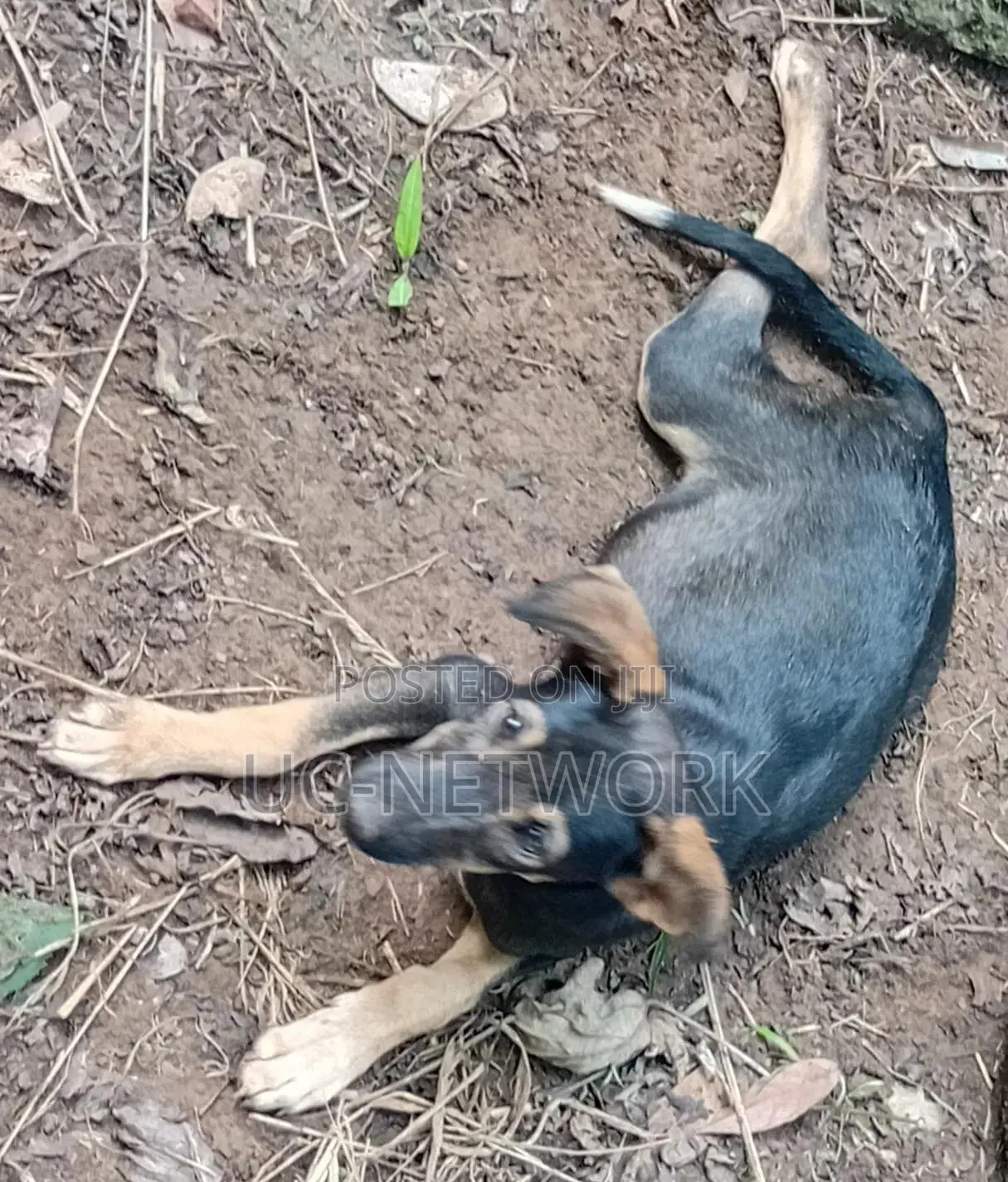 1-3 months Male Purebred Dog
