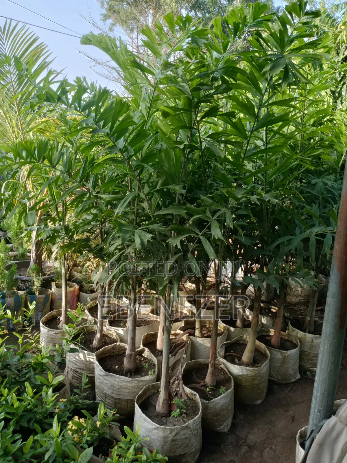 Foxtail Palm
