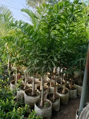 Foxtail Palm