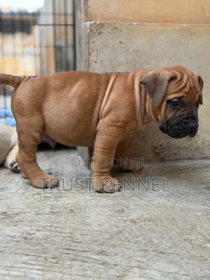 1-3 months Female Purebred Boerboel