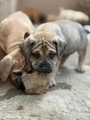 1-3 months Female Purebred Boerboel