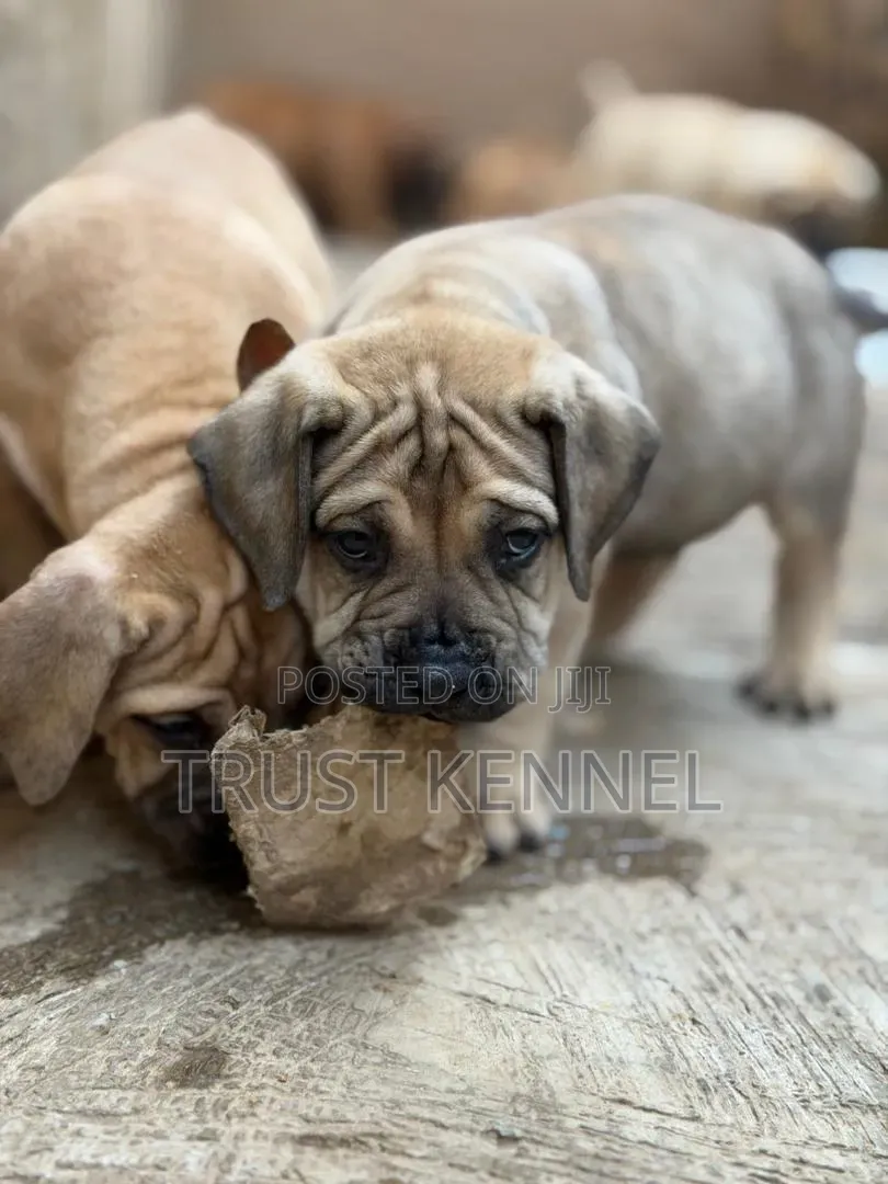 1-3 months Female Purebred Boerboel